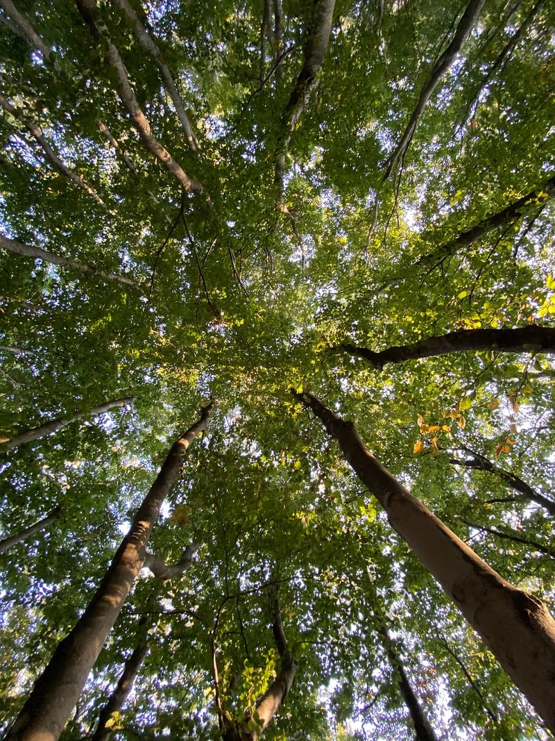Aokigahara Forest, Japan